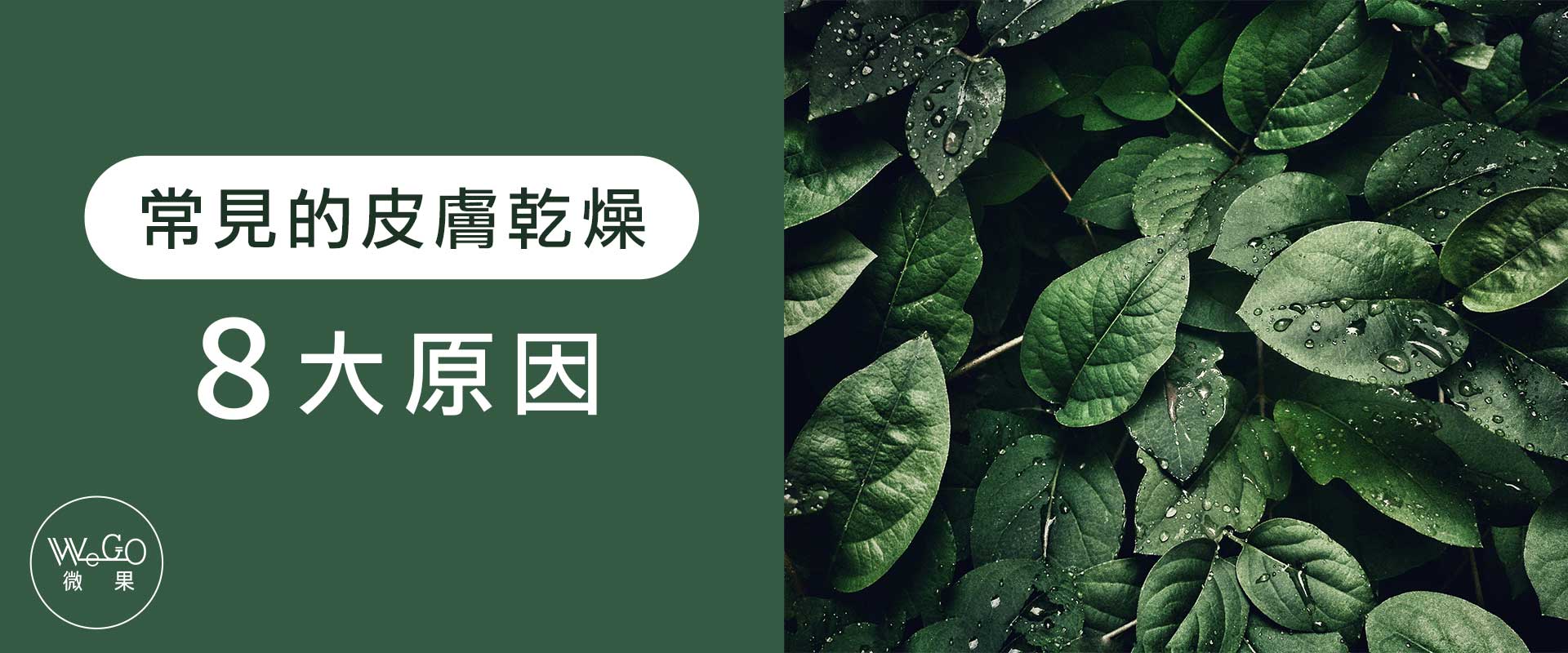 Wego微果-皮膚乾燥原因